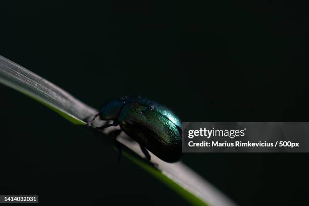close-up of insect on leaf against black background,lithuania - the beetle stock pictures, royalty-free photos & images