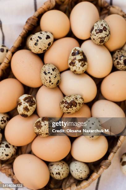chicken and quail eggs in basket - huevo de codorniz fotografías e imágenes de stock