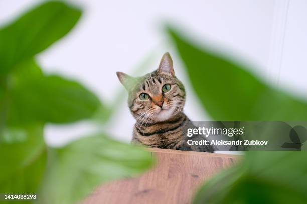 a domestic gray tabby cat with an orange nose peeks around the corner. a smart, playful and curious kitten sits on a shelf near indoor plants and looks into the camera. adoption of pets. - leaflitter stock pictures, royalty-free photos & images