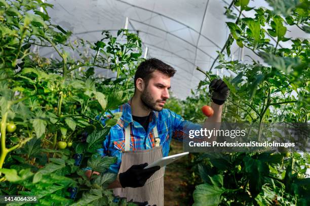 un jeune homme avec une tablette numérique analyse des tomates d’un potager. - botaniste photos et images de collection