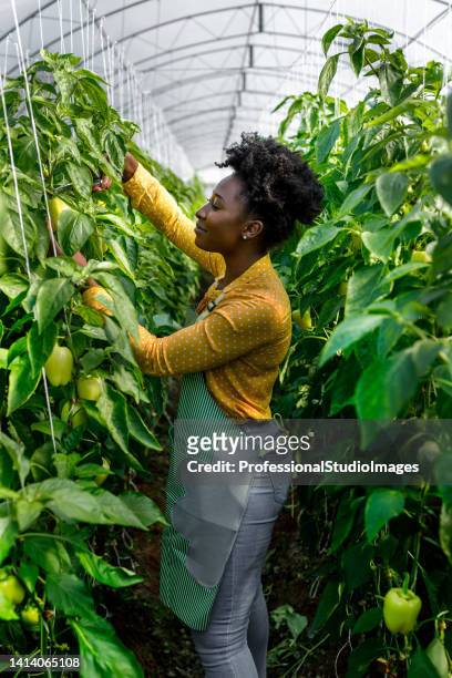 using garden scissors, a young african woman picks peppers from a vegetable garden. - african american farmer stock pictures, royalty-free photos & images