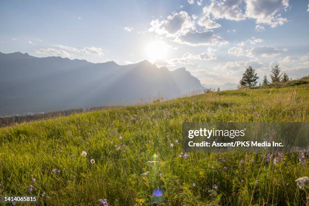 scenic view past meadow to the canadian rockies - gebirgskamm stock-fotos und bilder