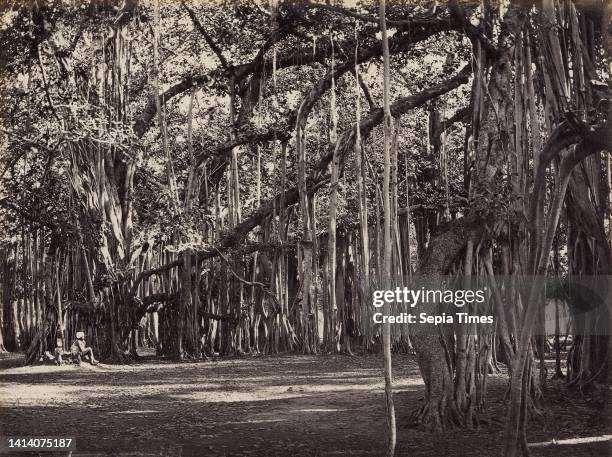 Man under a bodhi tree, India, A Banyan tree , anonymous, publisher: Francis Frith & Co. , Brits-Indië, publisher: Great Britain, 1870 - 1890, paper,...