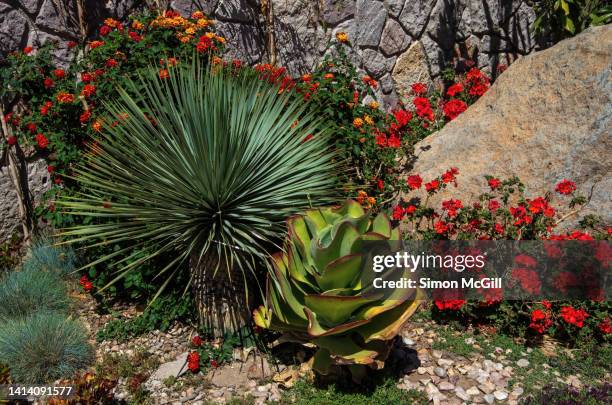 arid ornamental xeriscape garden bed featuring a yucca grass tree, a paddle plant (kalanchoe species), lantana, pelargonium geraniums and grasses - rock garden stock pictures, royalty-free photos & images