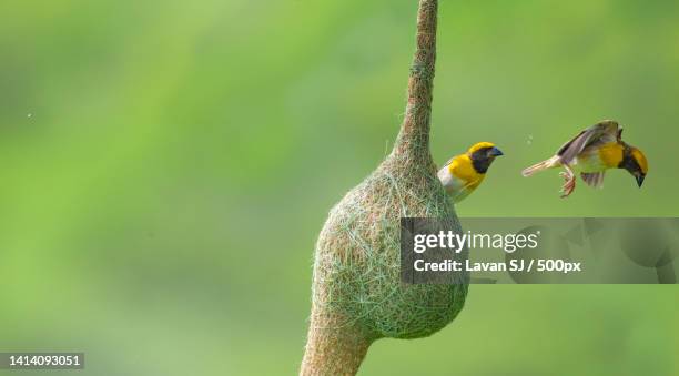 close-up of birds perching on plant - weaverbird stock pictures, royalty-free photos & images