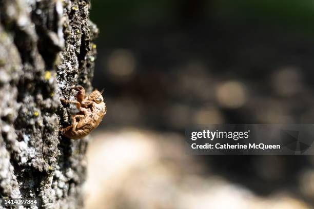 Shell On Tree Cicada Life Cycle Photos and Premium High Res Pictures - Getty Images