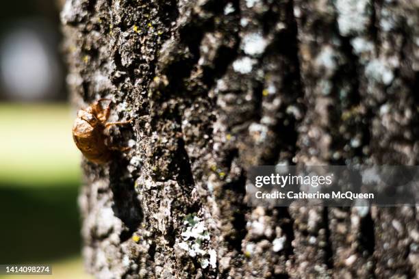 190 Tree That Sheds Bark Stock Photos, High-Res Pictures, and Images ...