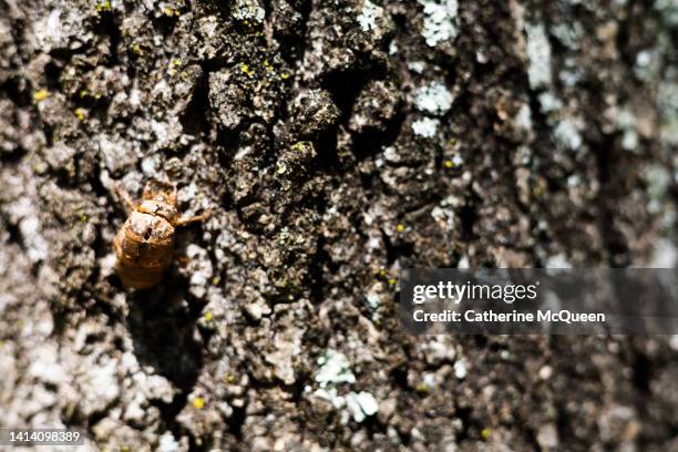 Shell On Tree Cicada Lifecycle Fotografías e imágenes de stock - Getty Images