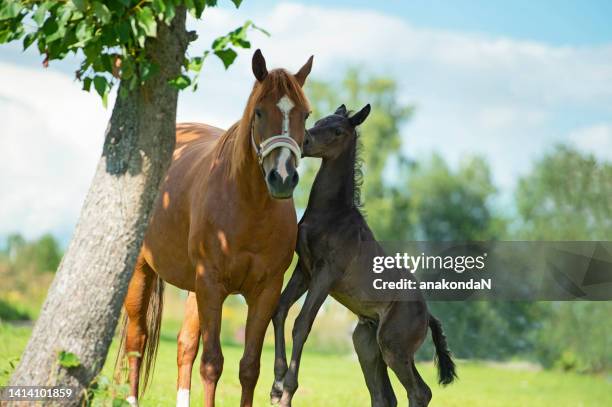 newborn beautiful  black foal playing with mom  at freedom. cloudy day - fohlen stock-fotos und bilder