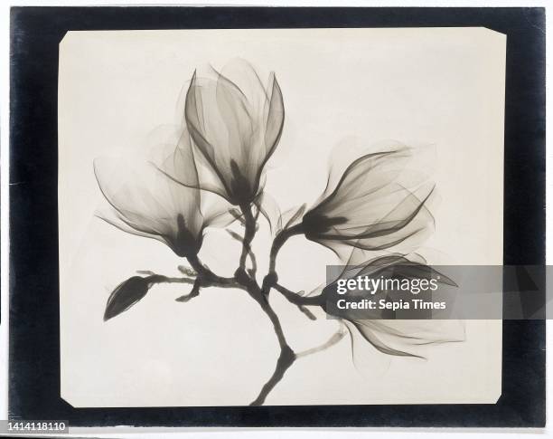 Magnolia Branch with Four Flowers, Sprig with Four Magnolia Flowers, X-ray of branch with four magnolias. Anonymous, 1910 1925, foto: baryta paper,...