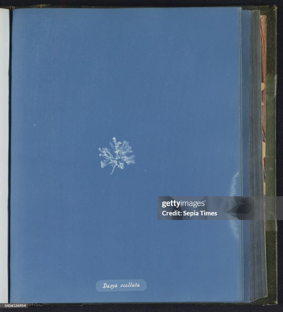 Dasya ocellata, Anna Atkins, United Kingdom, c. 1843 - c. 1853, photographic support, cyanotype, height 250 mm × width 200 mm