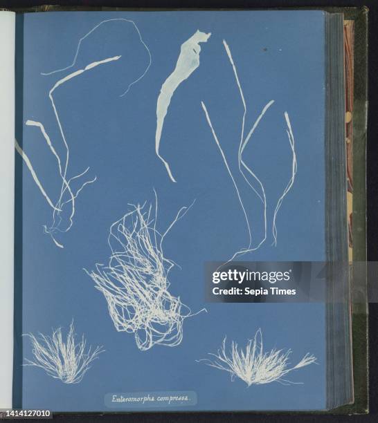 Enteromorpha compressa, Anna Atkins, United Kingdom, c. 1843 - c. 1853, photographic support, cyanotype, height 250 mm × width 200 mm.