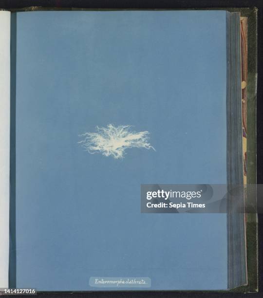Enteromorpha clathrata, Anna Atkins, United Kingdom, c. 1843 - c. 1853, photographic support, cyanotype, height 250 mm × width 200 mm.