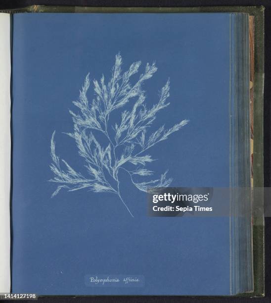 Polysiphonia affinis, Anna Atkins, United Kingdom, c. 1843 - c. 1853, photographic support, cyanotype, height 250 mm × width 200 mm.