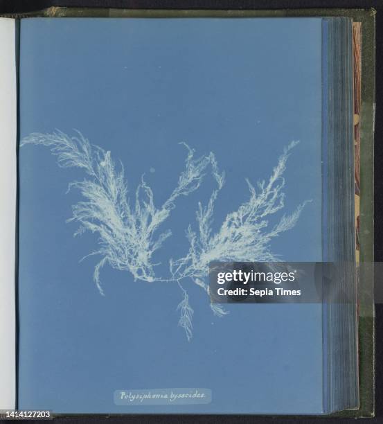Polysiphonia byssoides, Anna Atkins, United Kingdom, c. 1843 - c. 1853, photographic support, cyanotype, height 250 mm × width 200 mm.