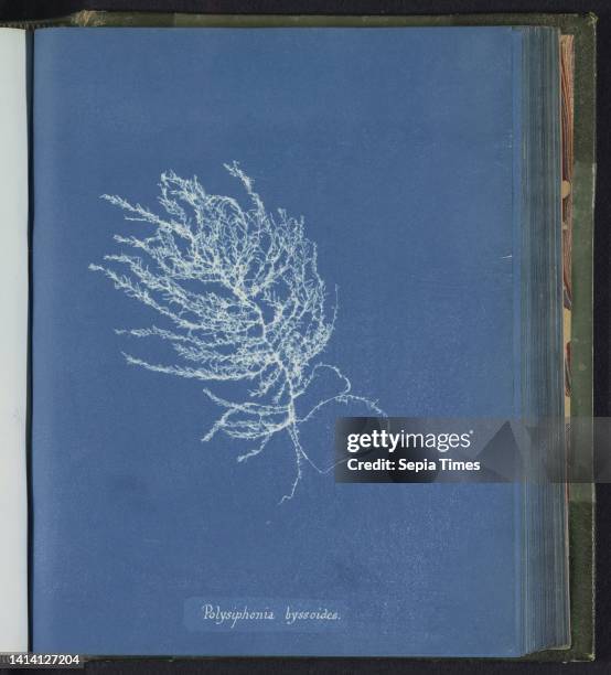 Polysiphonia byssoides, Anna Atkins, United Kingdom, c. 1843 - c. 1853, photographic support, cyanotype, height 250 mm × width 200 mm.