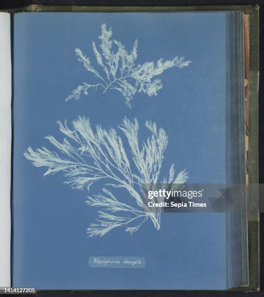Polysiphonia elongata, Anna Atkins, United Kingdom, c. 1843 - c. 1853, photographic support, cyanotype, height 250 mm × width 200 mm.