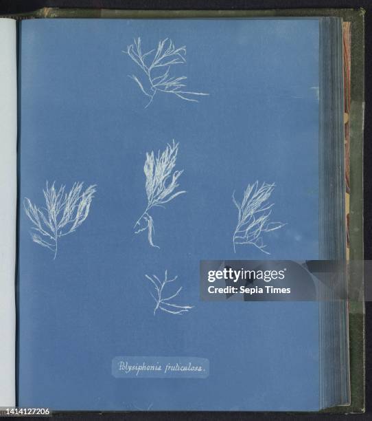 Polysiphonia fruticulosa, Anna Atkins, United Kingdom, c. 1843 - c. 1853, photographic support, cyanotype, height 250 mm × width 200 mm.