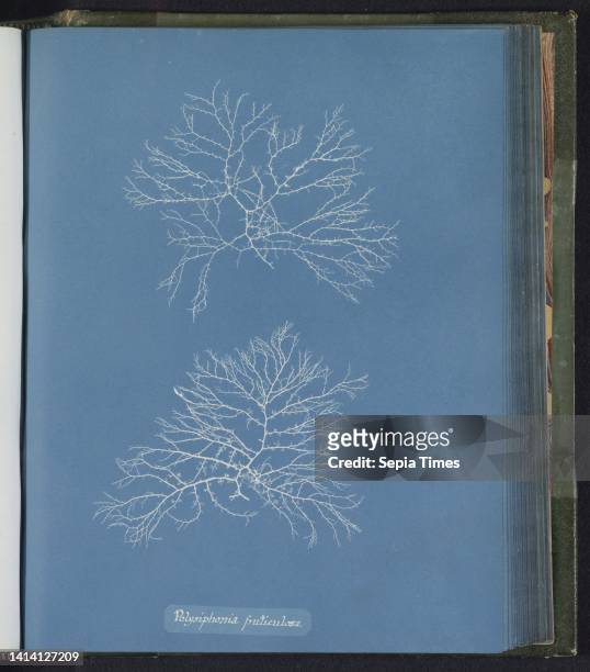 Polysiphonia fruticulosa, Anna Atkins, United Kingdom, c. 1843 - c. 1853, photographic support, cyanotype, height 250 mm × width 200 mm.