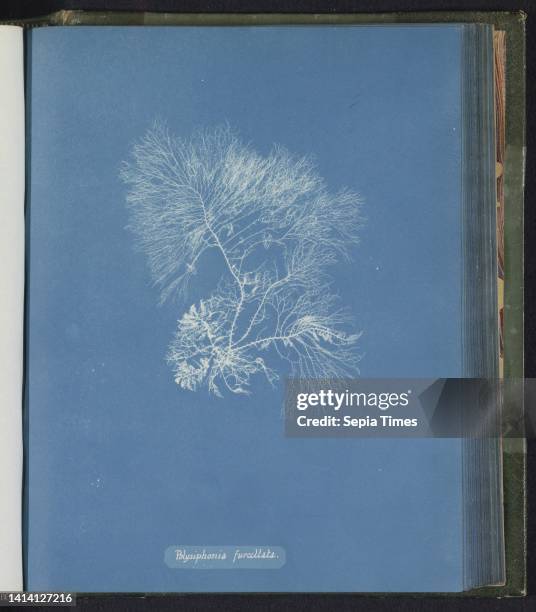 Polysiphonia furcellata, Anna Atkins, United Kingdom, c. 1843 - c. 1853, photographic support, cyanotype, height 250 mm × width 200 mm.
