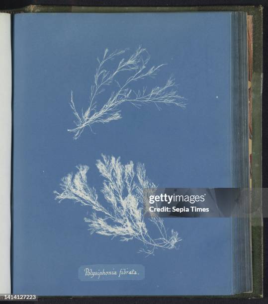 Polysiphonia fibrata, Anna Atkins, United Kingdom, c. 1843 - c. 1853, photographic support, cyanotype, height 250 mm × width 200 mm.