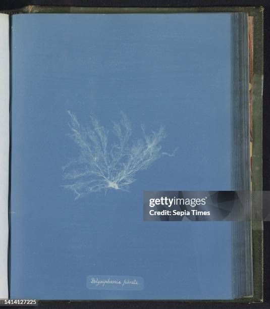 Polysiphonia fibrata, Anna Atkins, United Kingdom, c. 1843 - c. 1853, photographic support, cyanotype, height 250 mm × width 200 mm.
