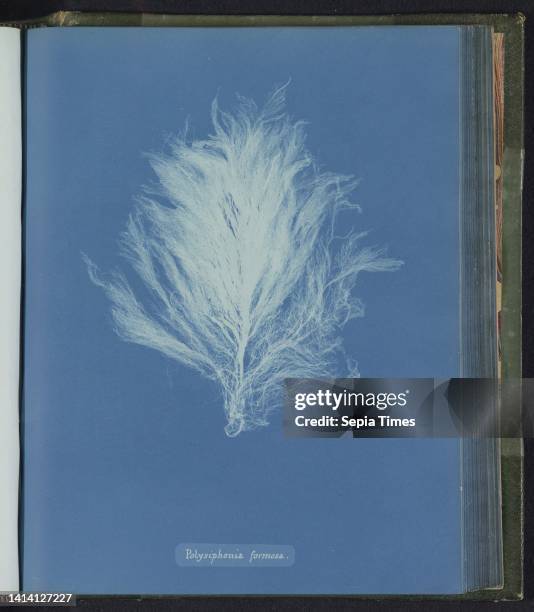 Polysiphonia formosa, Anna Atkins, United Kingdom, c. 1843 - c. 1853, photographic support, cyanotype, height 250 mm × width 200 mm.