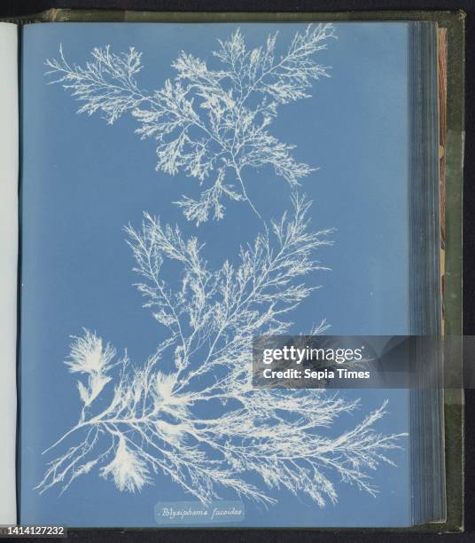 Polysiphonia fucoides, Anna Atkins, United Kingdom, c. 1843 - c. 1853, photographic support, cyanotype, height 250 mm × width 200 mm.