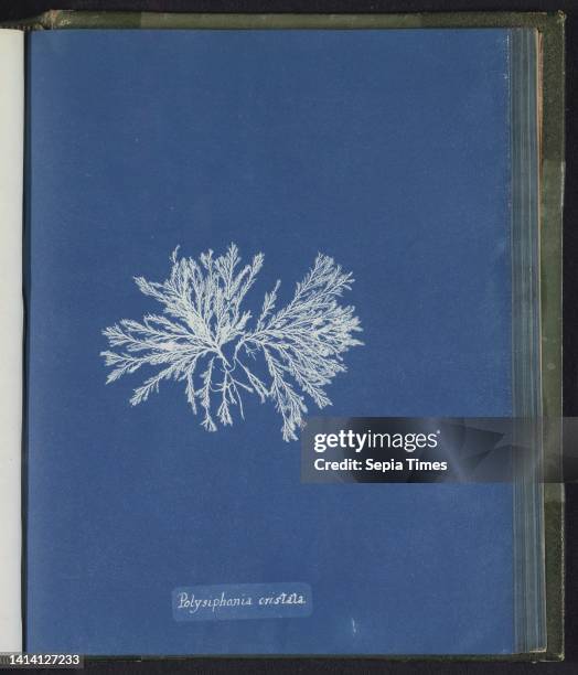 Polysiphonia cristata, Anna Atkins, United Kingdom, c. 1843 - c. 1853, photographic support, cyanotype, height 250 mm × width 200 mm.