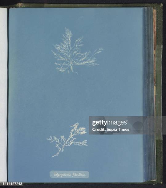 Polysiphonia fibrillosa, Anna Atkins, United Kingdom, c. 1843 - c. 1853, photographic support, cyanotype, height 250 mm × width 200 mm.