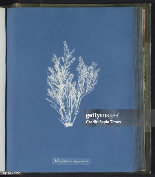 Polysiphonia nigrescens, Anna Atkins, United Kingdom, c. 1843 - c. 1853, photographic support, cyanotype, height 250 mm × width 200 mm.