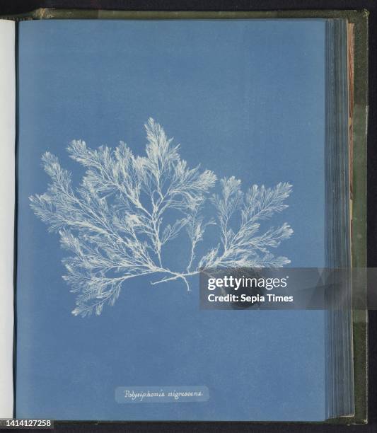 Polysiphonia nigrescens, Anna Atkins, United Kingdom, c. 1843 - c. 1853, photographic support, cyanotype, height 250 mm × width 200 mm.