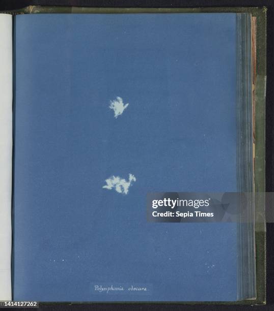 Polysiphonia obscura, Anna Atkins, United Kingdom, c. 1843 - c. 1853, photographic support, cyanotype, height 250 mm × width 200 mm.