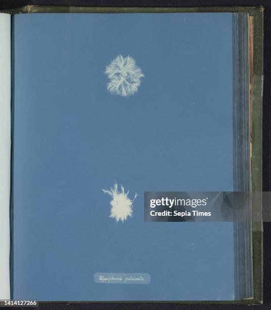 Polysiphonia pulvinata, Anna Atkins, United Kingdom, c. 1843 - c. 1853, photographic support, cyanotype, height 250 mm × width 200 mm.