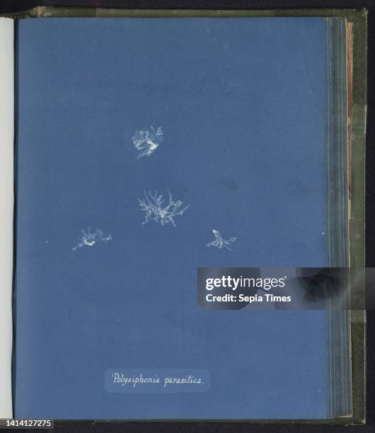 Polysiphonia parasitica, Anna Atkins, United Kingdom, c. 1843 - c. 1853, photographic support, cyanotype, height 250 mm × width 200 mm.