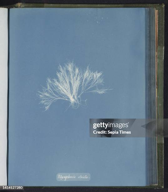 Polysiphonia stricta, Anna Atkins, United Kingdom, c. 1843 - c. 1853, photographic support, cyanotype, height 250 mm × width 200 mm.