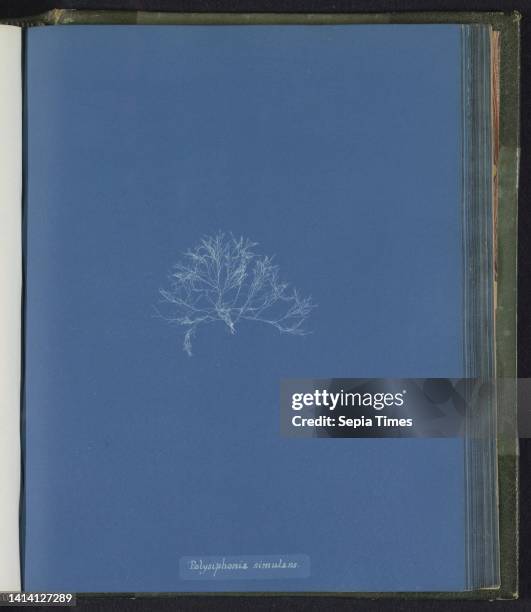 Polysiphonia simulans, Anna Atkins, United Kingdom, c. 1843 - c. 1853, photographic support, cyanotype, height 250 mm × width 200 mm.