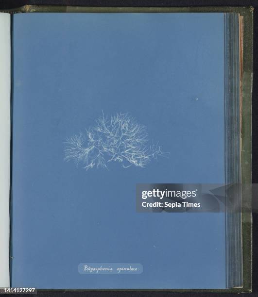 Polysiphonia spinulosa, Anna Atkins, United Kingdom, c. 1843 - c. 1853, photographic support, cyanotype, height 250 mm × width 200 mm.