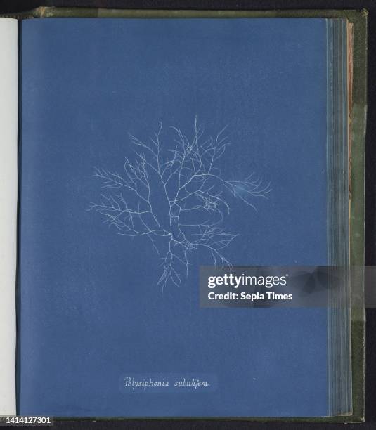 Polysiphonia subulifera, Anna Atkins, United Kingdom, c. 1843 - c. 1853, photographic support, cyanotype, height 250 mm × width 200 mm.