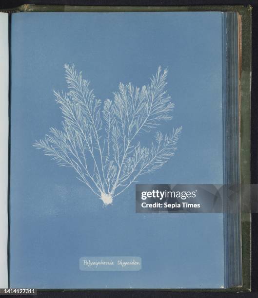 Polysiphonia thuyoides, Anna Atkins, United Kingdom, c. 1843 - c. 1853, photographic support, cyanotype, height 250 mm × width 200 mm.