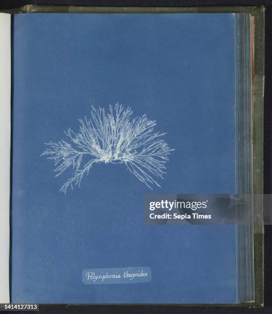 Polysiphonia thuyoides, Anna Atkins, United Kingdom, c. 1843 - c. 1853, photographic support, cyanotype, height 250 mm × width 200 mm.