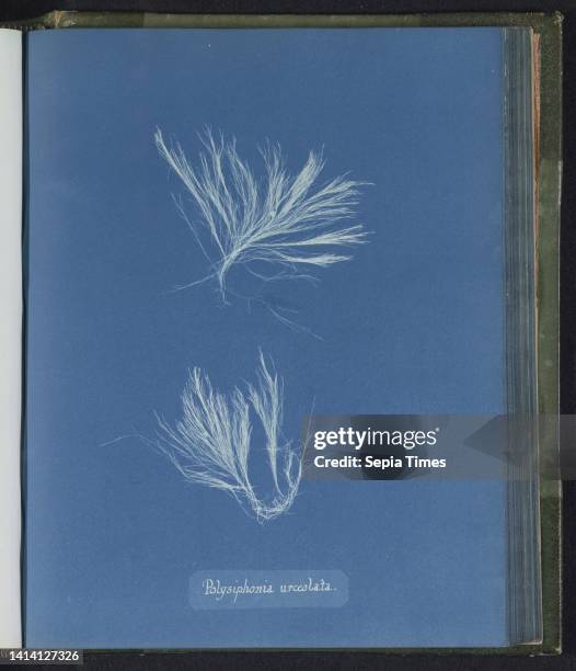 Polysiphonia urceolata, Anna Atkins, United Kingdom, c. 1843 - c. 1853, photographic support, cyanotype, height 250 mm × width 200 mm.