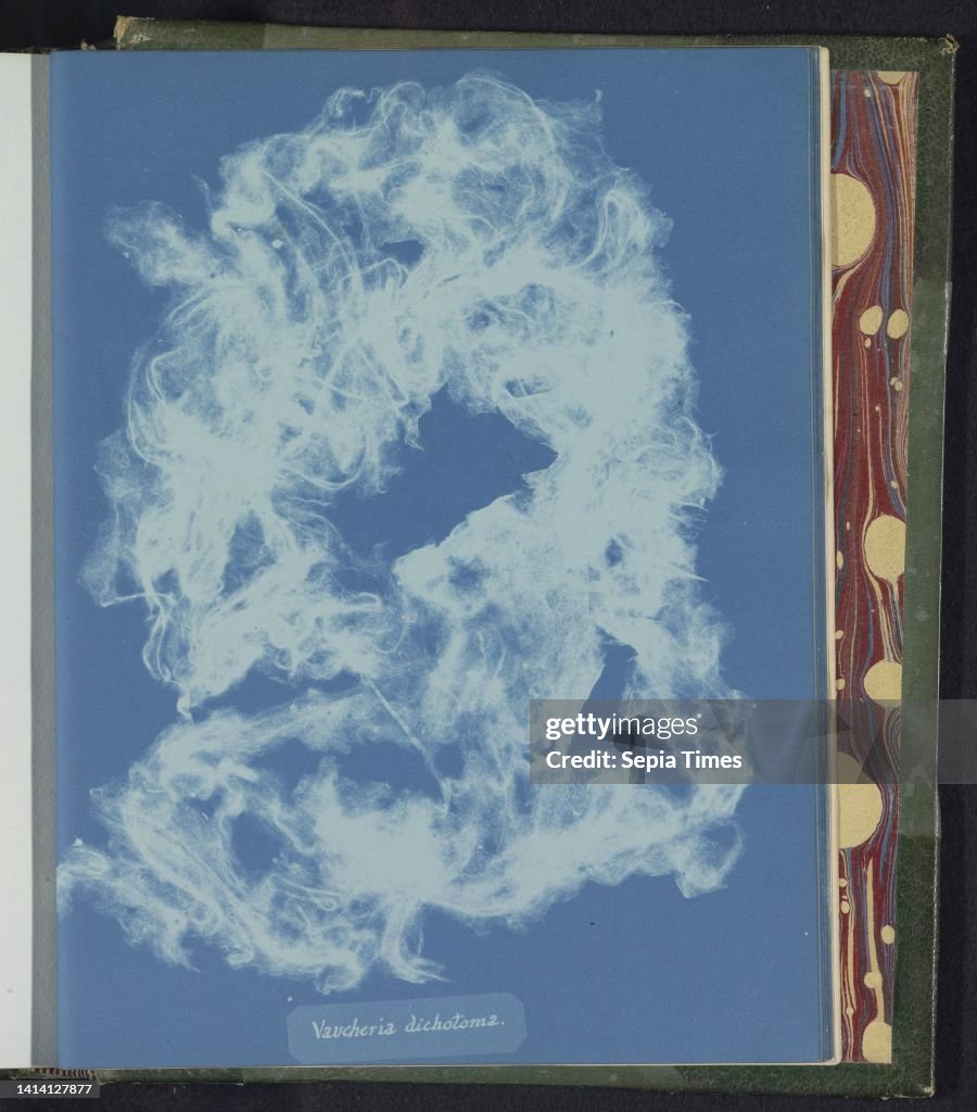 Vaucheria dichotoma, Anna Atkins, United Kingdom, c. 1843 - c. 1853, photographic support, cyanotype, height 250 mm × width 200 mm