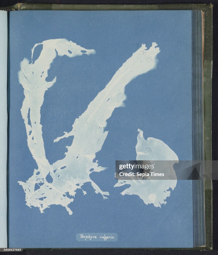Porphyra vulgaris, Anna Atkins, United Kingdom, c. 1843 - c. 1853, photographic support, cyanotype, height 250 mm × width 200 mm