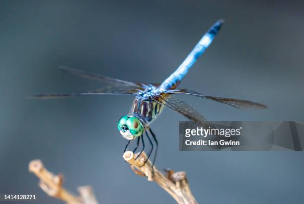 blue dasher dragonfly - ian gwinn stock pictures, royalty-free photos & images