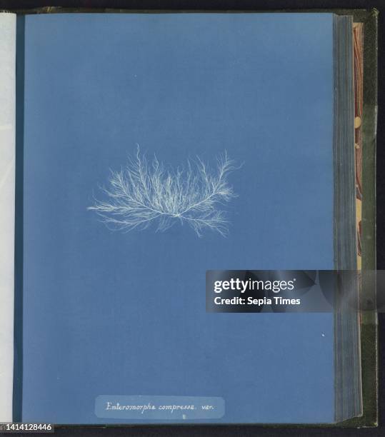 Enteromorpha compressa. Var., Anna Atkins, United Kingdom, c. 1843 - c. 1853, photographic support, cyanotype, height 250 mm × width 200 mm.