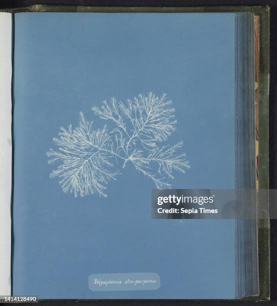 Polysiphonia atro-purpurea [= Polysiphonia atropurpurea], Anna Atkins, United Kingdom, c. 1843 - c. 1853, photographic support, cyanotype, height 250...