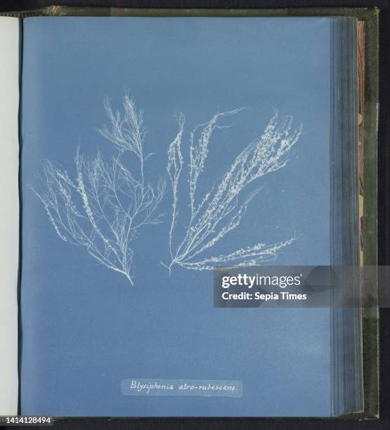 Polysiphonia atro-rubescens [= Polysiphonia atrorubescens]., Anna Atkins, United Kingdom, c. 1843 - c. 1853, photographic support, cyanotype, height...
