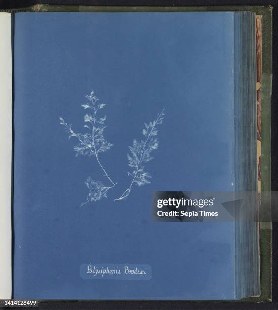 Polysiphonia brodiæi [= Polysiphonia brodiei], Anna Atkins, United Kingdom, c. 1843 - c. 1853, photographic support, cyanotype, height 250 mm × width...