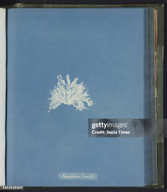 Polysiphonia grevillii [= Polysiphonia greville]., Anna Atkins, United Kingdom, c. 1843 - c. 1853, photographic support, cyanotype, height 250 mm ×...